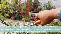 Do This And Get 500% More Flowers On Your Rose Plants (With Updates)-NgAXBTaV9Y4
