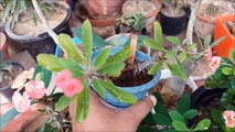 Grow Crown of Thorns_Euphorbia Milii From Cuttings (Fast N Easy)-mPz19xz81i8