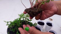 How and When to shift winter flower seedlings to seedling tray _ 18 September ,2017-VTIyBWMj1kU