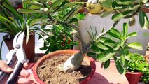 How to  Prune Adenium Plant _ Fun Gardening _ 23 Sep, 2017-LQg-vAaoD2Q