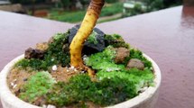 How to bonsai - create a mini bonsai landscape (penjing or mame bonsai) tutorial-oEl7Rp_xibs