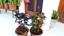 How to Care for Eranthemum Plant  _ False Eranthemum Plant _ Fun Gardening _ 23 Oct, 2017-IYrvAPnyBfo