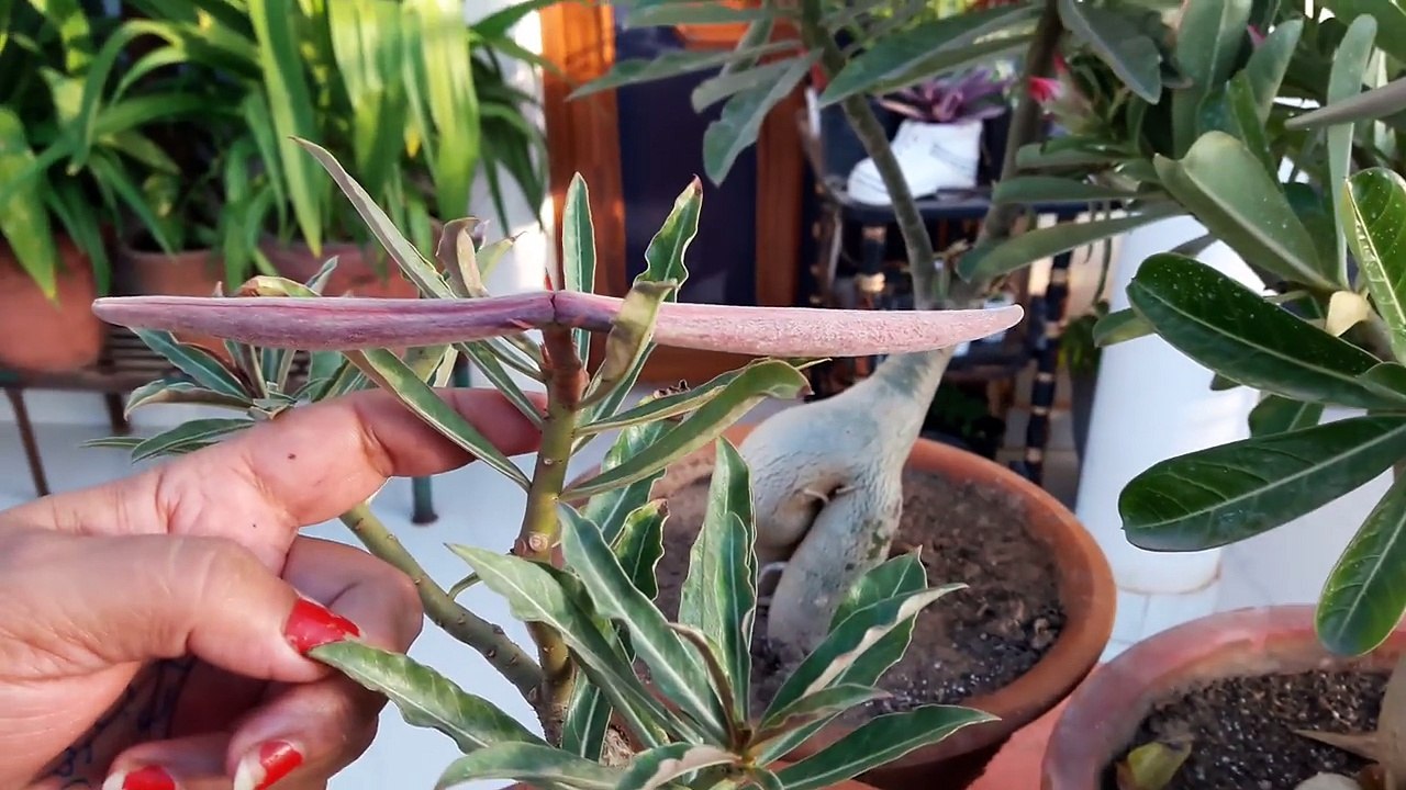 How to Collect Seeds of Adenium _ How to Harvest Seeds of Adenium _ Fun Gardening _ 2 Oct, 2017-_aMTKvAruUo