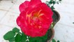 How to Get More Flowers in Rose _ ढेर सारे गुलाब कैसे पाएं _ Fun Gardening-YiRcws-o-dw