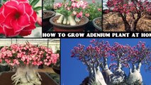 How to Grow Adenium (Super Easy)-iNGnENIkEb0