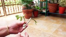 How to Grow Adenium by Cutting _ Fun Gardening _ 24 August, 2017-hO2BThpDivo