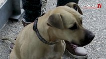 La SPA ramène leurs chiens à des rescapés de l’ouragan Irma