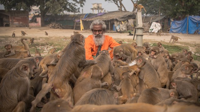 ‘Monkey Man’ Feeds Hundreds of Primates A Day