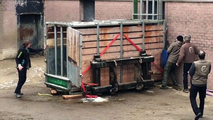 Un rhinocéros à deux doigts de s’échapper de sa cage pendant son transfert