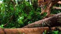 Voici le Clouded Leopard, un félin magnifique qui va vous faire aimer les félins !