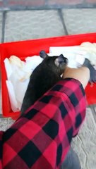 Ce petit rat montre à sa maîtresse son petit