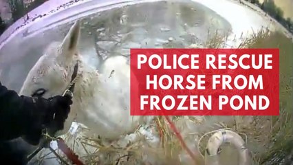 Police rescue horse from frozen pond