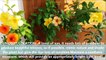 How to Grow Allamanda Plant With All Care Tips (Fast N Easy)-JKIg92MdwyA