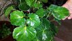How to Grow and Care Aralia Plant _ Fun Gardening _ 14 Oct, 2017-7w4frCkHxAA