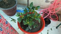 How to grow and care Gandhraj Plant _ Fun Gardening-zWw_YSfQkhA