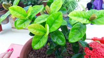 How to Grow and Care Ixora Plant _ Fun Gardening _ 11 Nov, 2017-J3CmM2p-hJ4