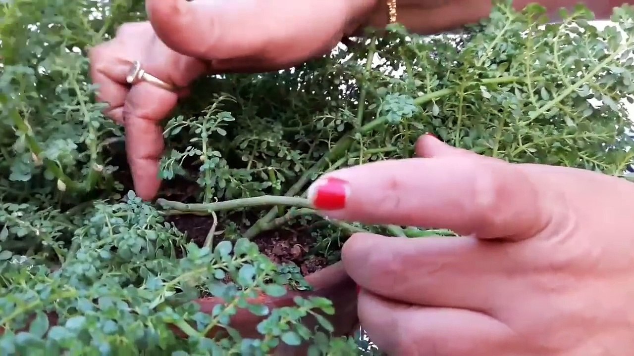 How to Grow and Care Pellia Plant _ Pellia Plant _ Babytears Plant _ Fun Gardening-G-Hyt6jOjlk