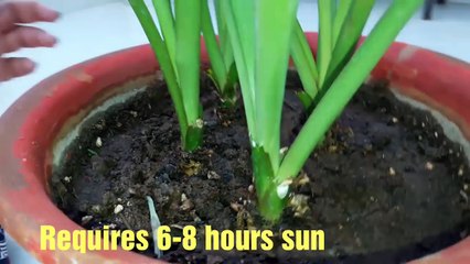 How to grow and care Rajnigandha _ Tuberose plant _ Rajnigandha _ रजनीगंधा_ Tuberose_ 10 May, 2017-kxNEWT-wnYQ