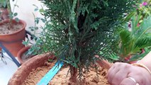 How to Grow and Care Thuja _ Morpankhi Plant _ Fun Gardening _ 2 Sep, 2017-2RguMAylSQI
