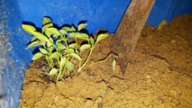 How to Grow Capsicum _ Shimlamirch _ घर पर धिमलमिर्च कैसे उगायें _ Fun Gardening _ 27 Oct, 2017-BRmqzodsIDk