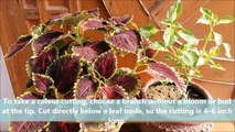 How to Grow Coleus From Cuttings (WITHOUT ROOTING HORMONE)-vkXYNnuw46w