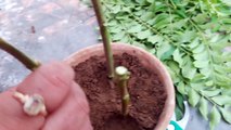 How to grow Curry Leaves Plant by cutting _ Kadi Patta from cutting _ 8 June, 2017-dOgUsGjZ52Y