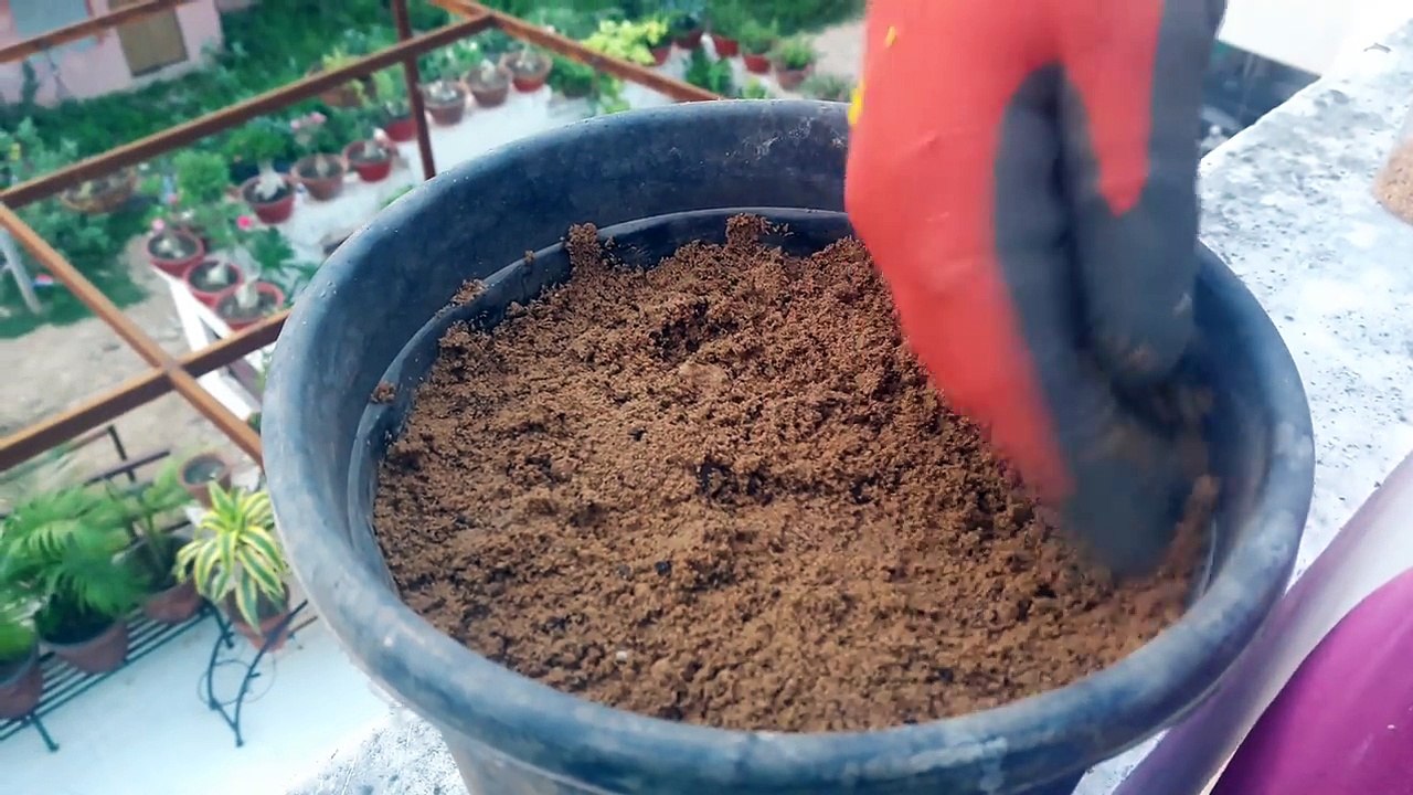 How to Grow Fenugreek _ Methi at Home _ बीज से मेथी कैसे उगाये _15 Aug, 2017-yGc7Bb6OeCU