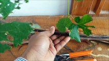 How To Grow Grape Vine From Cuttings At Home (FAST N EASY)-5xYf6V3oSIU