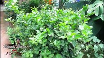 How to grow Jasmine from cuttings-UUOd5BtrEj4