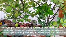 How to Grow Lemon Tree (With all Care Tips)-LThXZLtSRN8