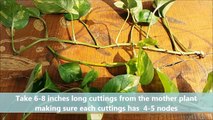 How to Grow Money Plant_Pothos From Cuttings in Water ( Fast N Easy Method)-qBVvCPftjYY