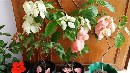 How to Grow Mussaenda Plant and Full Care Tips-ICyojyTSNAU