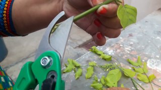 How to grow Rangoon Creeper by cutting _ Fun Gardening _ 14 May, 2017-Om9UY5ElOrE