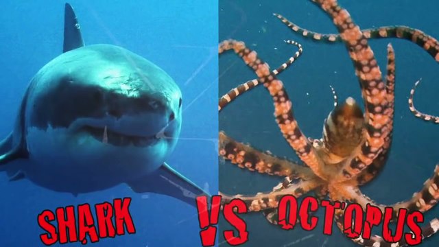 15 Animal Fights Caught On Camera - Most Amazing Wild Animal Attacks 2016