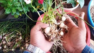 How to Grow Rain _ Zephyranthes Lily in a Pot (With Update Videos)-ylTiGMUCmj4