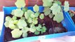 How to grow vegetables in summer  _ Vegetables to grow in Summer _ 4 June, 2017-ZPdyRKEjaKg