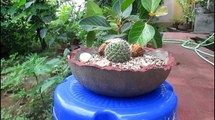 How to make concrete bonsai pots in Hindi_कैसे बोनसाई के लिए कंक्रीट का गमला बनाते है-Kj2OE2Vdni0