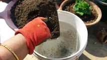 How to make Compost Tea at Home _ Compost Tea - Organic Fertilizer _ Fun Gardening _ 28 Nov, 2017-_iXhu5wKvzc