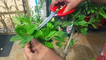 How to make Ficus Bonsai _29 Aril, 2017-dpLhKZ_4VbU