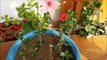 How to Propagate Hibiscus From Cuttings in Water(With Updates)-zjXAnxMy-Sg