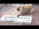 Cats Try to Play Laser Piano