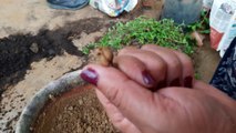 How to Sow Seeds of Dog Flowers _ How to sow seeds of Antirrhinum  _ 3 August, 2017-m1XDHRu5GEo