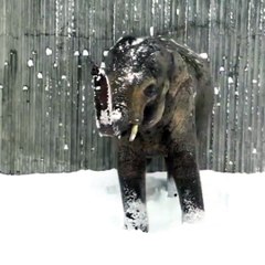 Download Video: Premier jour de neige au zoo de l'Oregon. Les animaux découvrent la poudreuse