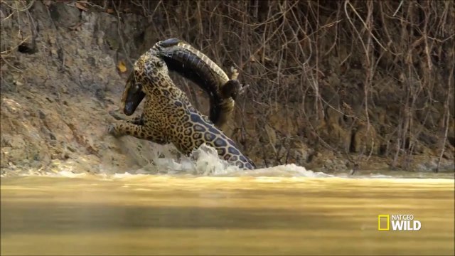 Cette panthère attrape un crocodile pour son repas... Incroyable