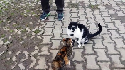 Pas facile d'etre un chat pendant la saison des amours...