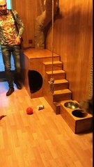 Un GROS chat retrouve son maître