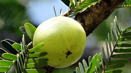 Goose Berry Benefits-Anty Ageing,control-joint pain/sugar balance,hair fall,blood pressure,Rbc increase etc.