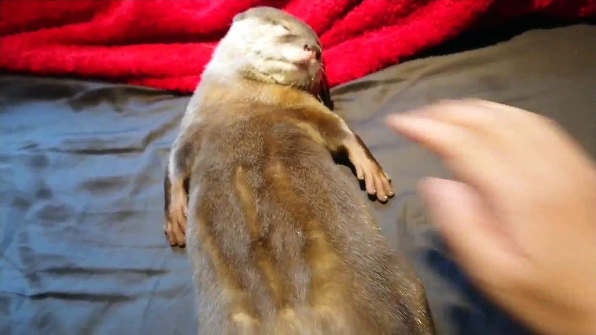 ⁣นากนอนหลับสบาย - Otter have good sleep