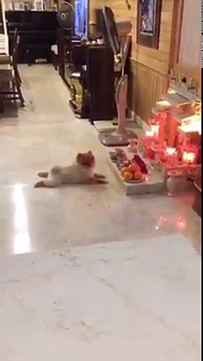 Chú chó vừa đi giật lùi vừa vái lạy khiến cộng đồng mạng được phen cười nghiêng ngả