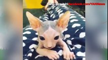 Chú mèo nổi tiếng mạng xã hội nhờ vẻ ngoài y hệt alien